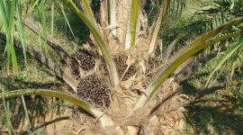 Karyawan Kebun Sawit Lonsum Mogok Kerja. (Pixabay.com/Sarangib )