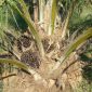 Karyawan Kebun Sawit Lonsum Mogok Kerja. (Pixabay.com/Sarangib )