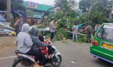 Satu Unit Mobil dan 4 Unit Motor Rusak Tertimpa Pohon Tumbang di Depan Pasar Cibinong