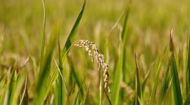 Harga Pembelian Pemerintah Gabah di Petani Naik Jadi Rp6.757 per Kg. (Pixabay.com/manseok_Kim)
