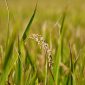 Harga Pembelian Pemerintah Gabah di Petani Naik Jadi Rp6.757 per Kg. (Pixabay.com/manseok_Kim)