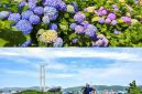 Distrik Namgu di Kota Ulsan akan menggelar Festival Hydrangea Jangsaengpo Kelima dan meluncurkan Whale Kart.