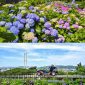 Distrik Namgu di Kota Ulsan akan menggelar Festival Hydrangea Jangsaengpo Kelima dan meluncurkan Whale Kart.